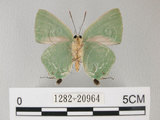中文名:綠底小灰蝶(1282-20964)學名: i Artipe eryx horiella /i  (Matsumura), 1929(1282-20964)