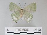 中文名:綠底小灰蝶(1282-20716)學名: i Artipe eryx horiella /i  (Matsumura), 1929(1282-20716)
