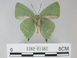 中文名:綠底小灰蝶(1282-21382)學名: i Artipe eryx horiella /i  (Matsumura), 1929(1282-21382)