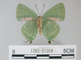 中文名:綠底小灰蝶(1282-21318)學名: i Artipe eryx horiella /i  (Matsumura), 1929(1282-21318)