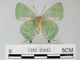 中文名:綠底小灰蝶(1282-20685)學名: i Artipe eryx horiella /i  (Matsumura), 1929(1282-20685)