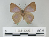 中文名:綠底小灰蝶(1282-20685)學名: i Artipe eryx horiella /i  (Matsumura), 1929(1282-20685)