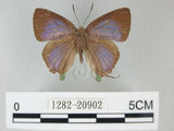 中文名:綠底小灰蝶(1282-20902)學名: i Artipe eryx horiella /i  (Matsumura), 1929(1282-20902)