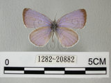 中文名:琉璃小灰蝶(1282-20882)學名: i Celastrina argiolus caphis /i  (Fruhstorfer), 1922(1282-20882)