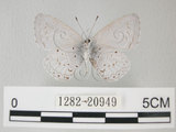 中文名:埔里琉璃小灰蝶(細邊琉灰蝶)(1282-20949)學名: i Celastrina lavendularis himilcon /i  (Fruhstorfer), 1909(1282-20949)