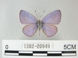 中文名:埔里琉璃小灰蝶(細邊琉灰蝶)(1282-20949)學名: i Celastrina lavendularis himilcon /i  (Fruhstorfer), 1909(1282-20949)