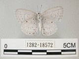 中文名:埔里琉璃小灰蝶(細邊琉灰蝶)(1282-18572)學名: i Celastrina lavendularis himilcon /i  (Fruhstorfer), 1909(1282-18572)