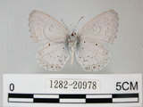 中文名:埔里琉璃小灰蝶(細邊琉灰蝶)(1282-20978)學名: i Celastrina lavendularis himilcon /i  (Fruhstorfer), 1909(1282-20978)