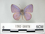 中文名:埔里琉璃小灰蝶(細邊琉灰蝶)(1282-20978)學名: i Celastrina lavendularis himilcon /i  (Fruhstorfer), 1909(1282-20978)