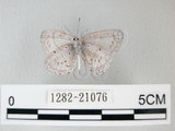 中文名:埔里琉璃小灰蝶(細邊琉灰蝶)(1282-21076)學名: i Celastrina lavendularis himilcon /i  (Fruhstorfer), 1909(1282-21076)