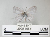 中文名:埔里琉璃小灰蝶(細邊琉灰蝶)(2909-1664)學名: i Celastrina lavendularis himilcon /i  (Fruhstorfer), 1909(2909-1664)