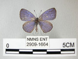 中文名:埔里琉璃小灰蝶(細邊琉灰蝶)(2909-1664)學名: i Celastrina lavendularis himilcon /i  (Fruhstorfer), 1909(2909-1664)