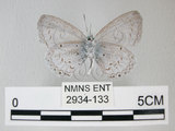 中文名:埔里琉璃小灰蝶(細邊琉灰蝶)(2934-133)學名: i Celastrina lavendularis himilcon /i  (Fruhstorfer), 1909(2934-133)