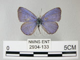 中文名:埔里琉璃小灰蝶(細邊琉灰蝶)(2934-133)學名: i Celastrina lavendularis himilcon /i  (Fruhstorfer), 1909(2934-133)