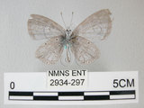 中文名:埔里琉璃小灰蝶(細邊琉灰蝶)(2934-297)學名: i Celastrina lavendularis himilcon /i  (Fruhstorfer), 1909(2934-297)