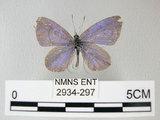 中文名:埔里琉璃小灰蝶(細邊琉灰蝶)(2934-297)學名: i Celastrina lavendularis himilcon /i  (Fruhstorfer), 1909(2934-297)