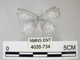 中文名:埔里琉璃小灰蝶(細邊琉灰蝶)(4035-734)學名: i Celastrina lavendularis himilcon /i  (Fruhstorfer), 1909(4035-734)