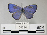 中文名:埔里琉璃小灰蝶(細邊琉灰蝶)(5053-1)學名: i Celastrina lavendularis himilcon /i  (Fruhstorfer), 1909(5053-1)