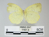 中文名:荷氏黃蝶(黃蝶)(1187-3)學名: i Eurema hecabe /i  (Linnaeus), 1758(1187-3)