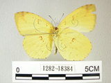 中文名:荷氏黃蝶(黃蝶)(1282-18384)學名: i Eurema hecabe /i  (Linnaeus), 1758(1282-18384)