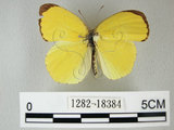 中文名:荷氏黃蝶(黃蝶)(1282-18384)學名: i Eurema hecabe /i  (Linnaeus), 1758(1282-18384)