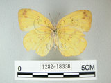 中文名:荷氏黃蝶(黃蝶)(1282-18338)學名: i Eurema hecabe /i  (Linnaeus), 1758(1282-18338)