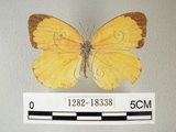 中文名:荷氏黃蝶(黃蝶)(1282-18338)學名: i Eurema hecabe /i  (Linnaeus), 1758(1282-18338)