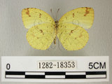 中文名:荷氏黃蝶(黃蝶)(1282-18353)學名: i Eurema hecabe /i  (Linnaeus), 1758(1282-18353)