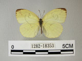 中文名:荷氏黃蝶(黃蝶)(1282-18353)學名: i Eurema hecabe /i  (Linnaeus), 1758(1282-18353)