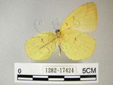 中文名:荷氏黃蝶(黃蝶)(1282-17424)學名: i Eurema hecabe /i  (Linnaeus), 1758(1282-17424)