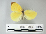 中文名:荷氏黃蝶(黃蝶)(1282-17424)學名: i Eurema hecabe /i  (Linnaeus), 1758(1282-17424)