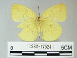 中文名:荷氏黃蝶(黃蝶)(1282-17524)學名: i Eurema hecabe /i  (Linnaeus), 1758(1282-17524)