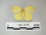 中文名:荷氏黃蝶(黃蝶)(1282-18196)學名: i Eurema hecabe /i  (Linnaeus), 1758(1282-18196)