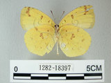 中文名:荷氏黃蝶(黃蝶)(1282-18397)學名: i Eurema hecabe /i  (Linnaeus), 1758(1282-18397)