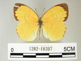 中文名:荷氏黃蝶(黃蝶)(1282-18397)學名: i Eurema hecabe /i  (Linnaeus), 1758(1282-18397)