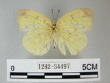 中文名:荷氏黃蝶(黃蝶)(1282-34497)學名: i Eurema hecabe /i  (Linnaeus), 1758(1282-34497)