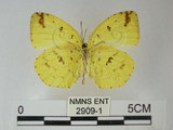 中文名:荷氏黃蝶(黃蝶)(2909-1)學名: i Eurema hecabe /i  (Linnaeus), 1758(2909-1)