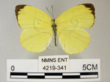 中文名:荷氏黃蝶(黃蝶)(4219-341)學名: i Eurema hecabe /i  (Linnaeus), 1758(4219-341)