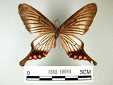 中文名:(1282-19944)學名: i Epicopeia hainesii matsumurai /i  Okano, 1973(1282-19944)