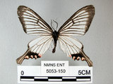 中文名:(5053-150)學名: i Epicopeia hainesii matsumurai /i  Okano, 1973(5053-150)