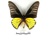 中文名:珠光鳳蝶(1282-17097)學名:Troides magellanusMatsumura subsp. sonani(1282-17097)