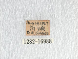 中文名:珠光鳳蝶(1282-16988)學名:Troides magellanusMatsumura subsp. sonani(1282-16988)