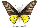 中文名:珠光鳳蝶(1282-16988)學名:Troides magellanusMatsumura subsp. sonani(1282-16988)