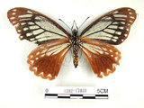 中文名:斑鳳蝶(1282-17039)學名:Chilasa agestor(Fruhstorfer) subsp. matsunurae(1282-17039)