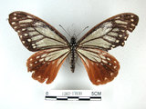 中文名:斑鳳蝶(1282-17039)學名:Chilasa agestor(Fruhstorfer) subsp. matsunurae(1282-17039)