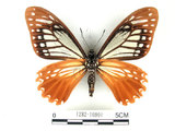 中文名:斑鳳蝶(1282-16991)學名:Chilasa agestor(Fruhstorfer) subsp. matsunurae(1282-16991)