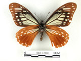 中文名:斑鳳蝶(1282-17023)學名:Chilasa agestor(Fruhstorfer) subsp. matsunurae(1282-17023)