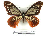 中文名:斑鳳蝶(1282-17023)學名:Chilasa agestor(Fruhstorfer) subsp. matsunurae(1282-17023)