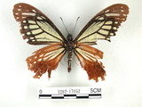 中文名:斑鳳蝶(1282-17052)學名:Chilasa agestor(Fruhstorfer) subsp. matsunurae(1282-17052)
