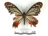 中文名:斑鳳蝶(1282-17052)學名:Chilasa agestor(Fruhstorfer) subsp. matsunurae(1282-17052)